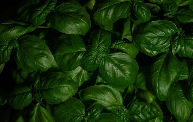 Basil